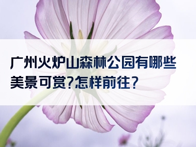 广州火炉山森林公园有哪些美景可赏？怎样前往？