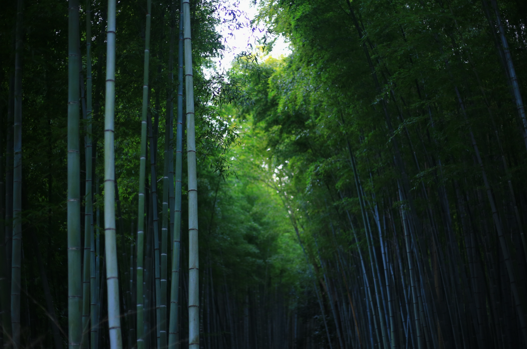 宜兴竹海的风景怎么样？要不要门票呢？