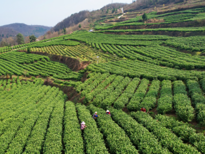 茶芽山有哪些知名景点？又有什么独特之处呢？